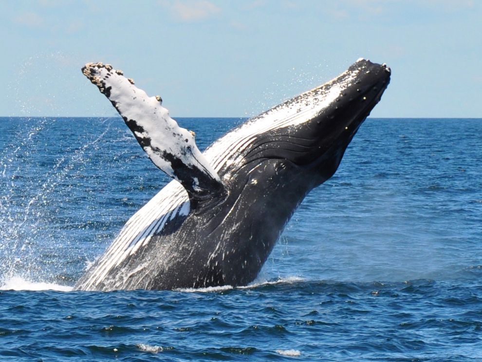 Whales Season: December - March